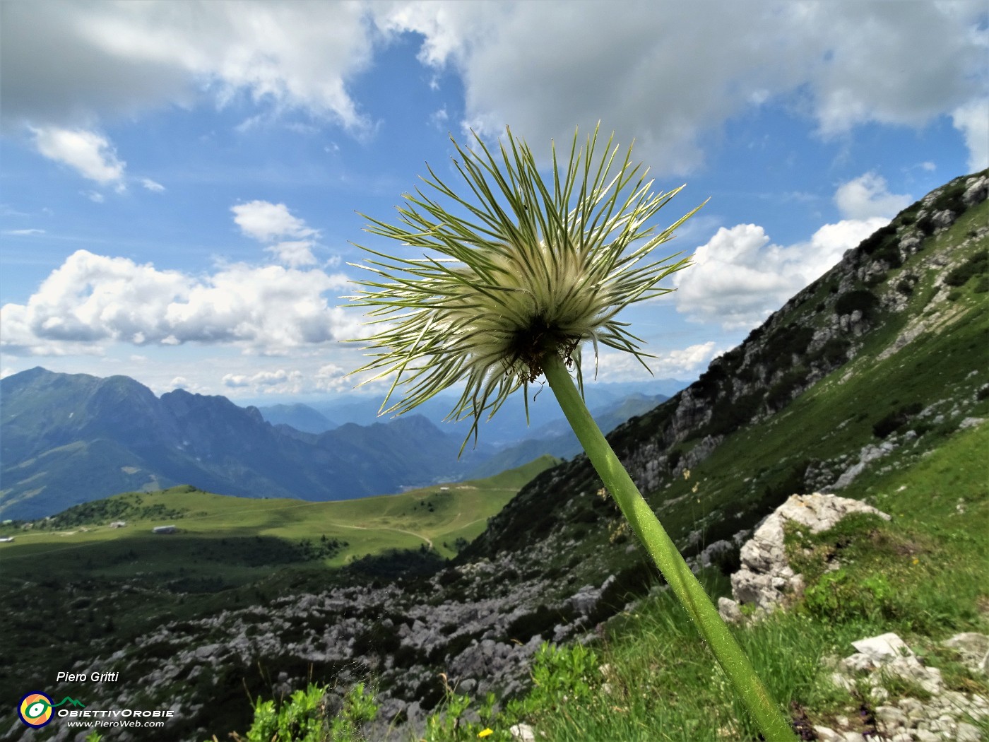 82 Pulsatilla alpina  'spettinata' sui Piani di Bobbio.JPG